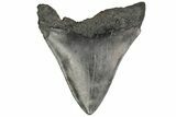 Fossil Megalodon Tooth - South Carolina #187796-1